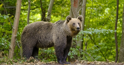 Csökkent a medvék jelenlétét bejelentő hívások száma a megyében tavalyhoz képest